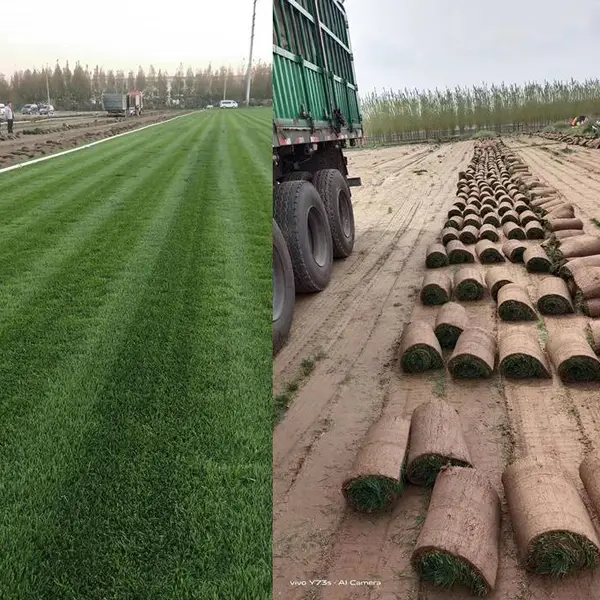 山西吕梁供应各种园林绿化麦冬草草坪草皮铺设施工播种养护管理