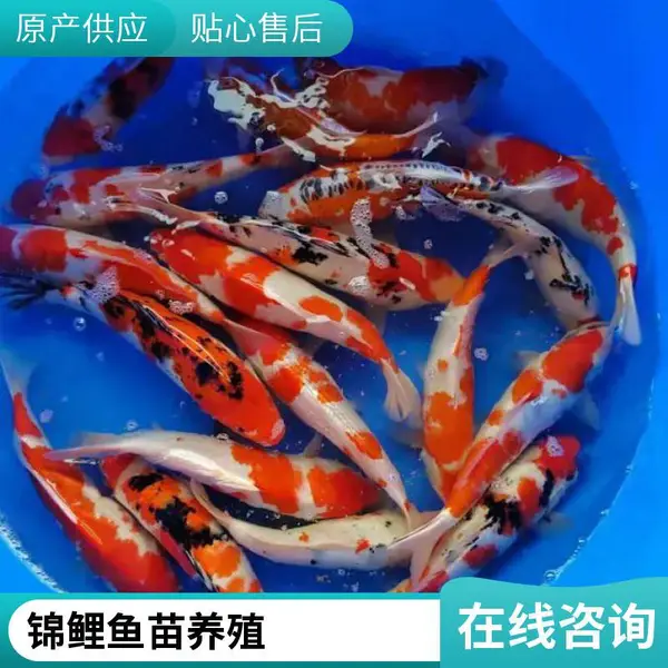 山西大同朔州观赏鱼苗锦鲤鱼苗养殖场 提供景观池放养鱼苗方案