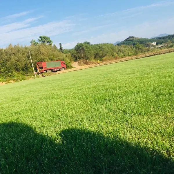 马尼拉草皮 广西玉林园林用草坪***格 哪家强