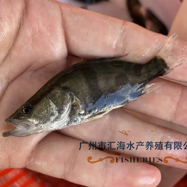 �ͼ�������ˮ��ֳ������ ������ ���������� ����