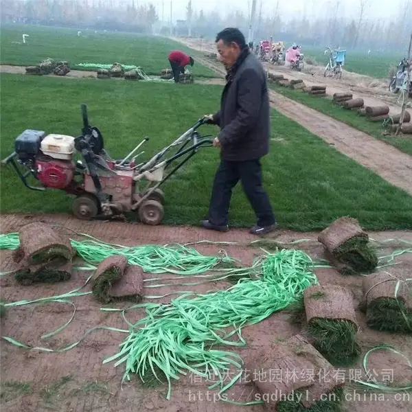 出售 四季青草坪 果岭草皮 马尼拉矮化草 别墅 操场 护坡用