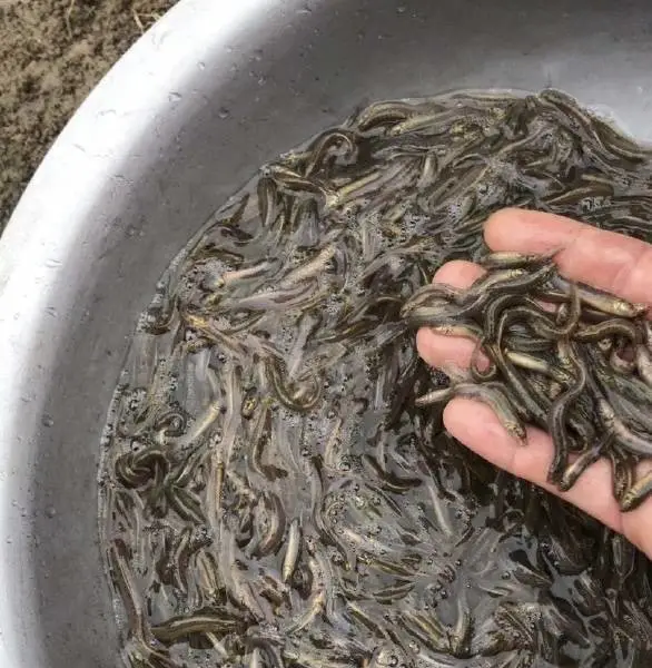 济南泥鳅苗鱼苗养殖场 20年经验技术保障成活***
