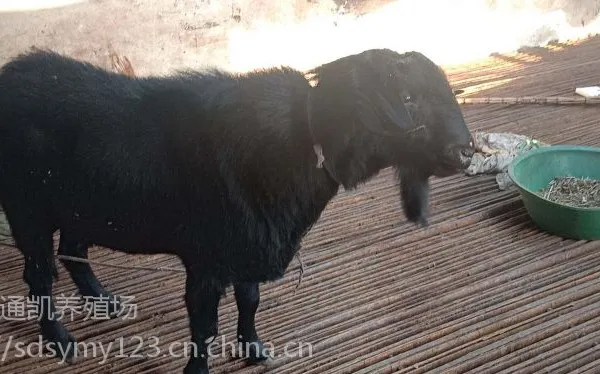 现在白山羊的价格批发一只多少钱 杜泊肉羊 养殖肉羊技术 养羊繁育基地