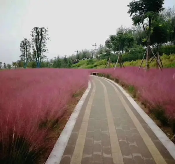 河北秦皇岛北戴河生产粉黛乱子草花海苗价格