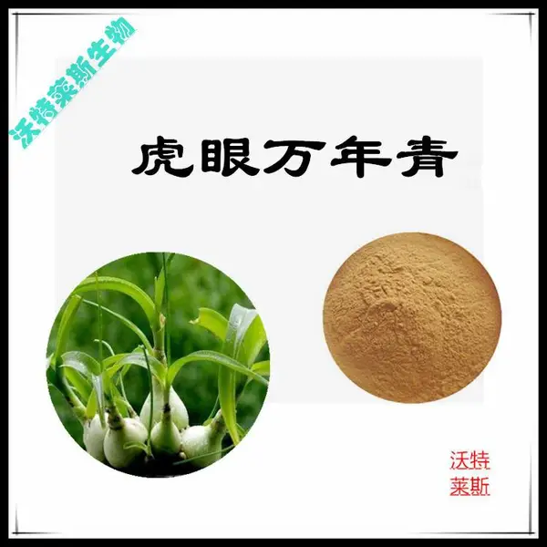 沃特莱斯生物 虎眼万年青提取物10:1 浸膏粉 多规格可定制 喷雾干燥