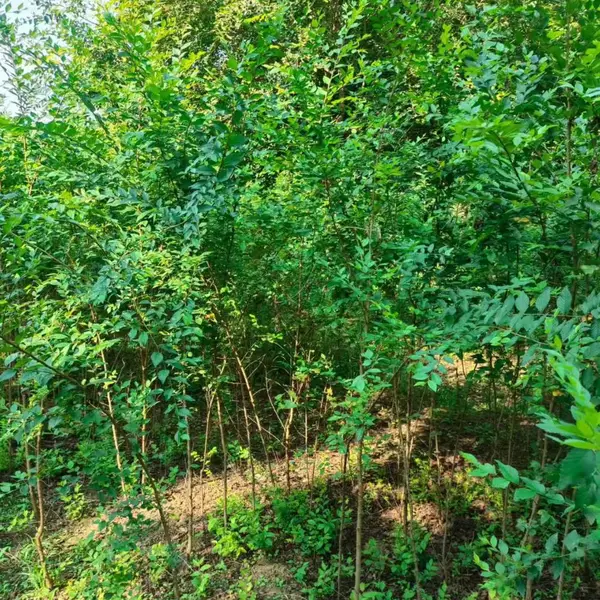 陕西延安二乔苗木榆树小苗基地多少钱一颗,3公分榆树苗厂家批发,榆树小苗产地报价