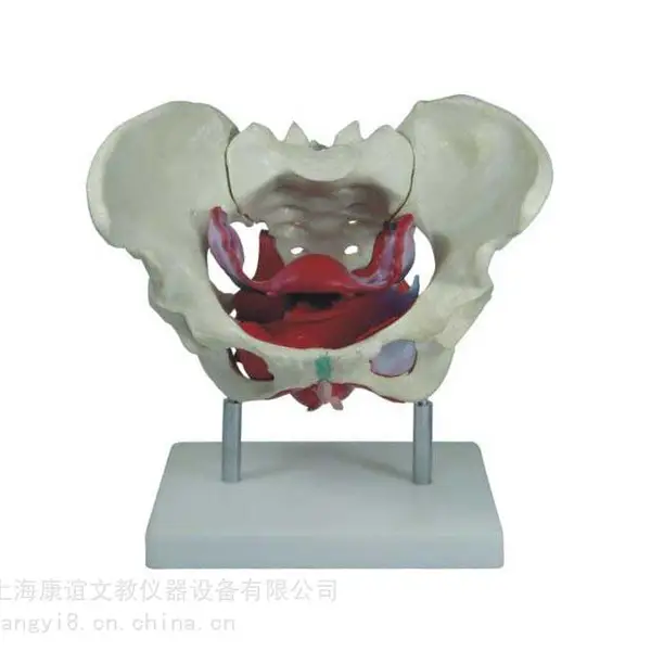 ��Ӧ������KAY-X125Ů�Թ��輰��׼���ģ��-�������ϵͳ����ģ��-ҽ�ý�ѧģ��