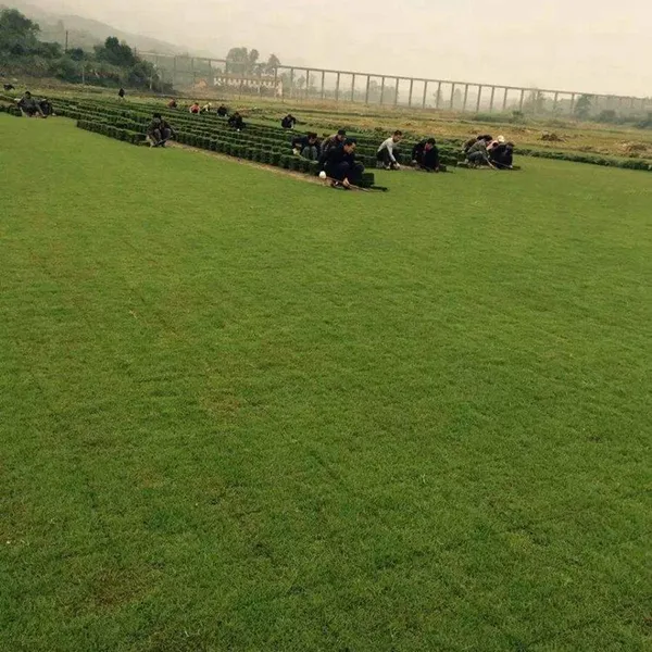 马尼拉草坪 湖北黄冈校园操场绿化用的混播草坪***格 在哪里买