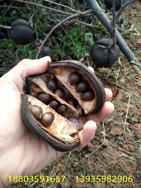 文冠果种植育苗基地出售文冠果树苗,文冠果功效作用,文冠果小苗