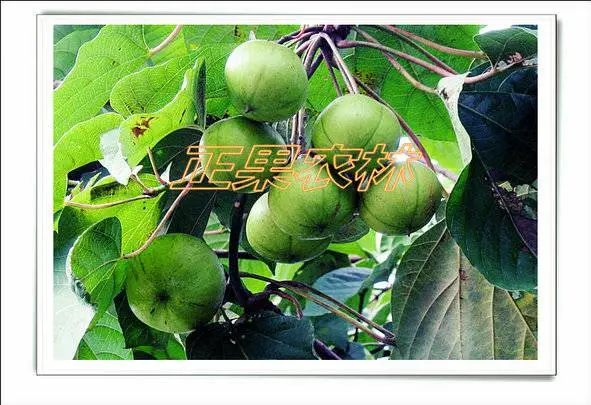 三年桐的发展前景及种植管理