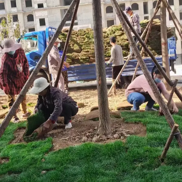 【草坪苗木常供求河北衡水四季青混播草坪早熟禾草籽价格图片卷规格120*35】