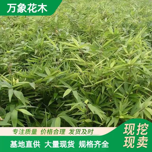 毛竹 工程绿化苗楠竹 品种青竹苗 园林造景工配植绿化苗木