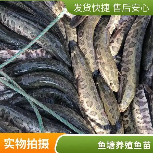 山东潍坊黑鱼苗养殖场 泥鳅鱼苗批发 淡水鱼种苗基地