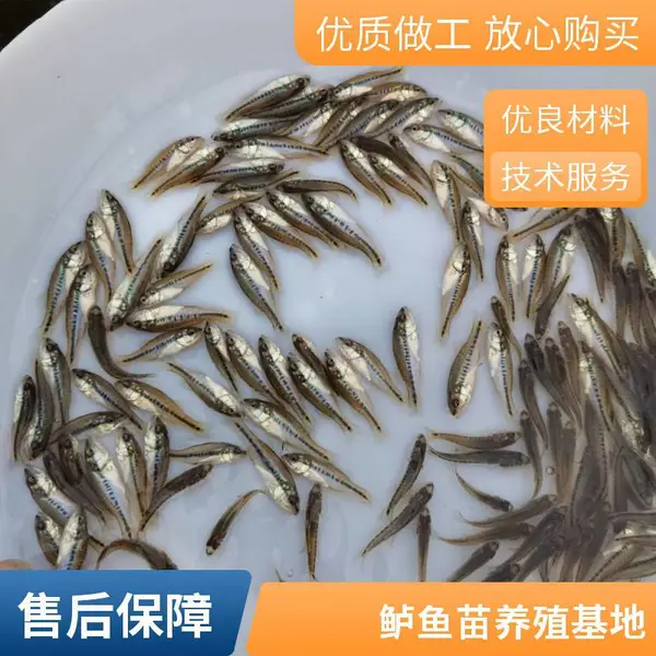 山东日照鲈鱼苗批发商鲟鱼鱼苗养殖场成活率高