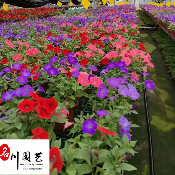 成都矮牵牛时令草花批发 矮牵牛苗圃基地直销 精品矮牵牛杯苗供应 量大优惠