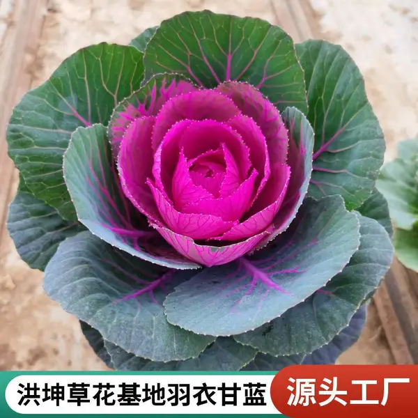 冬季北方可活 耐寒耐冻 羽衣甘蓝 洪坤花卉基地供货 大量上市
