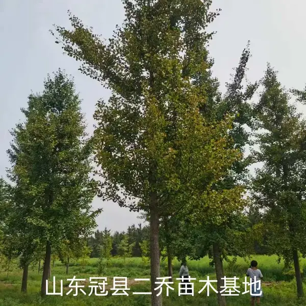 8公分至10公分银杏树,聊城临清市原生冠银杏树基地,银杏树产地报价,山东聊城银杏树