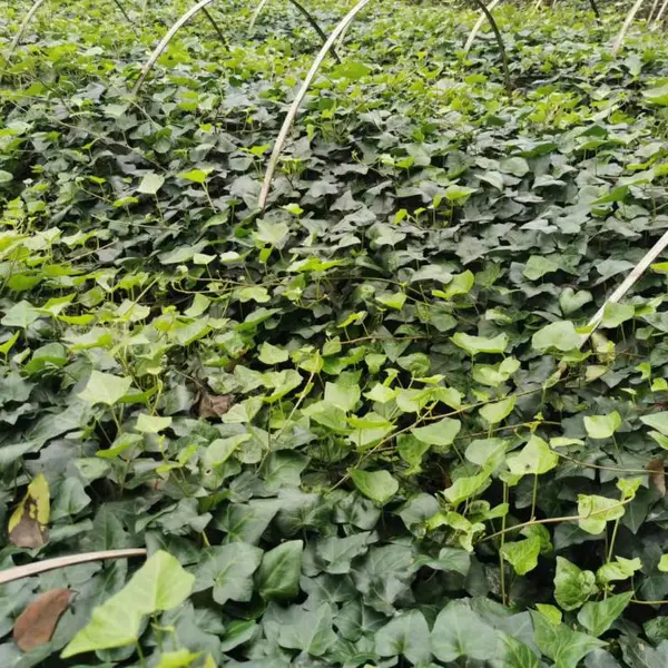 五叶地锦基地 出售五叶地锦小杯和大杯 爬山虎工程苗