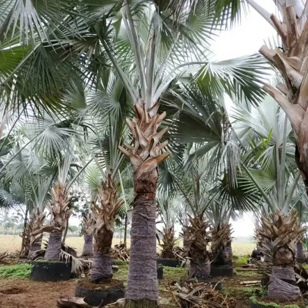 霸王棕产地直供批发 各种规格供应 景区别墅风景树 棕榈型