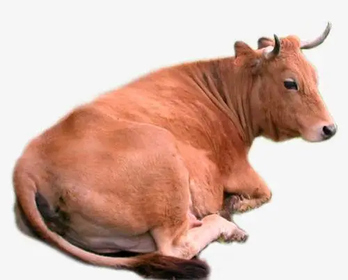 圈养一头肉牛的利润有多少 南阳黄牛牛犊多少钱 小牛价格表 一头小牛犊要多少钱 养殖合作