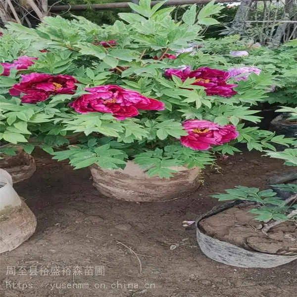 西安牡丹苗 景观苗木花卉花镜 花色鲜艳花瓣多
