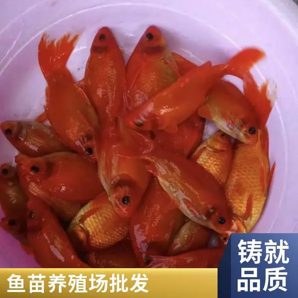 庭院水池用锦鲤苗 山东潍坊本地观赏鱼苗锦鲤鱼苗养殖场 多规格