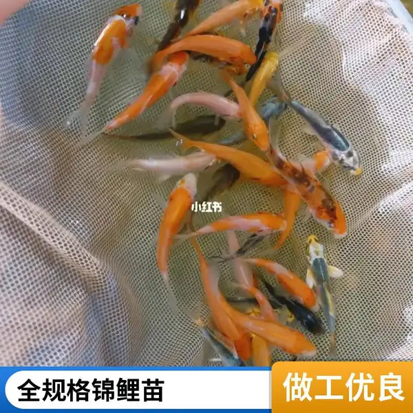 5-20cm锦鲤鱼苗 山东泰安本地观赏鱼苗锦鲤鱼苗养殖场规格齐全