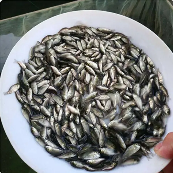 Ĳƽ ʯ�� ���Ǹ۰�������,���������,���� ����
