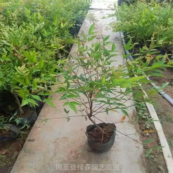 西安苗木基地-不落叶绿化苗-四季常青苗木-裕盛绿森南天竺苗圃