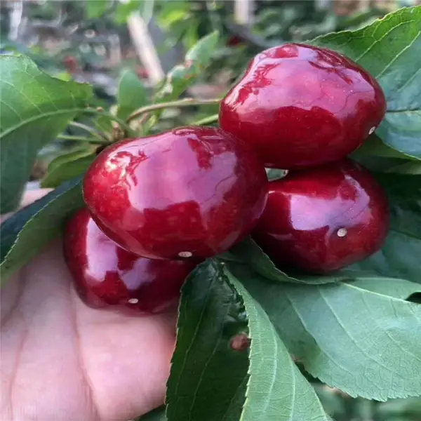 �ӱ�����˹�˺�ӣ�����͹�������