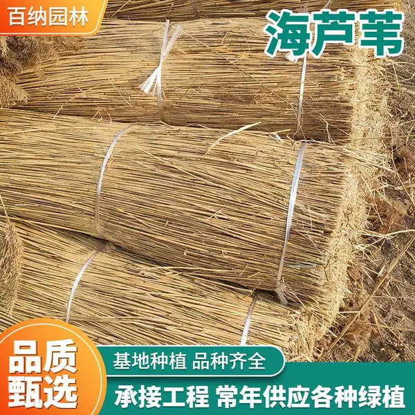 百纳 供应海芦苇 湿地海芦苇 芦苇屋顶芦苇海 海芦苇茅草