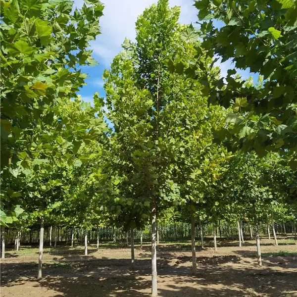 十五公分法桐-13公分法桐-风景树基地-发货快