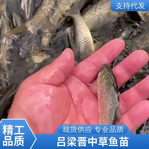 山西吕梁晋中草鱼苗鲤鱼鱼苗养殖场供应鱼种规格齐全支持预订