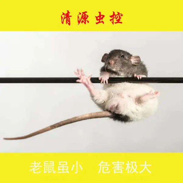 【清源虫控】滁州浦口工厂宿舍捕鼠能手上门服务收费