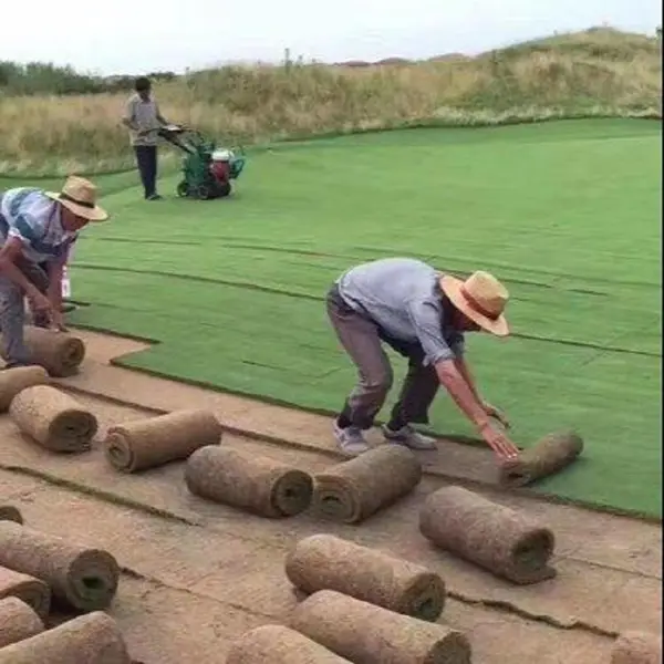 带泥土真草坪果岭草 马尼拉 四季青庭院高尔夫球场绿化草坪 康昱园林
