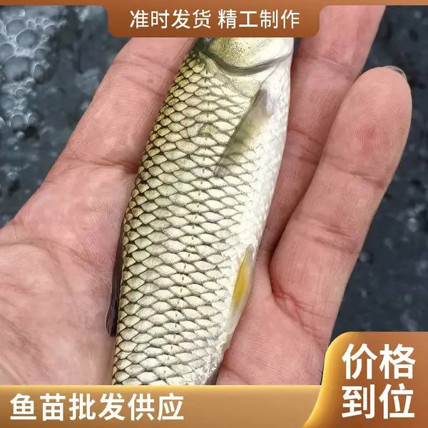 山东潍坊本地草鱼苗鲤鱼鱼苗养殖场提供各种规格鱼苗现货现发