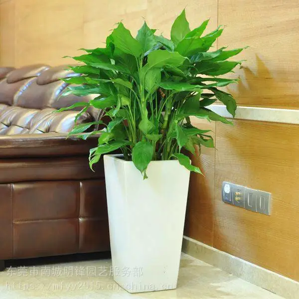 供应玛丽安 花叶万年青 东莞植物租摆 东莞租花