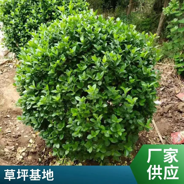 别墅花园设计混播草坪别墅私家花园设计批发高羊茅草坪户外丰台