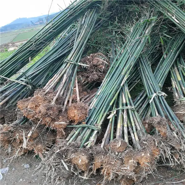 河南洛阳春鹃苗一株的价格真诚相待