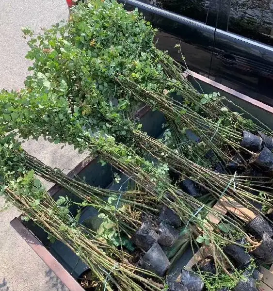 江苏盐城东台市供应绿化月季报价,丰花月季