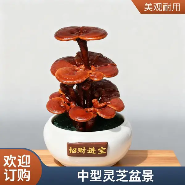 批发中型灵芝盆景 活体嫁接 观赏盆景灵芝 灵芝盆景厂家源头