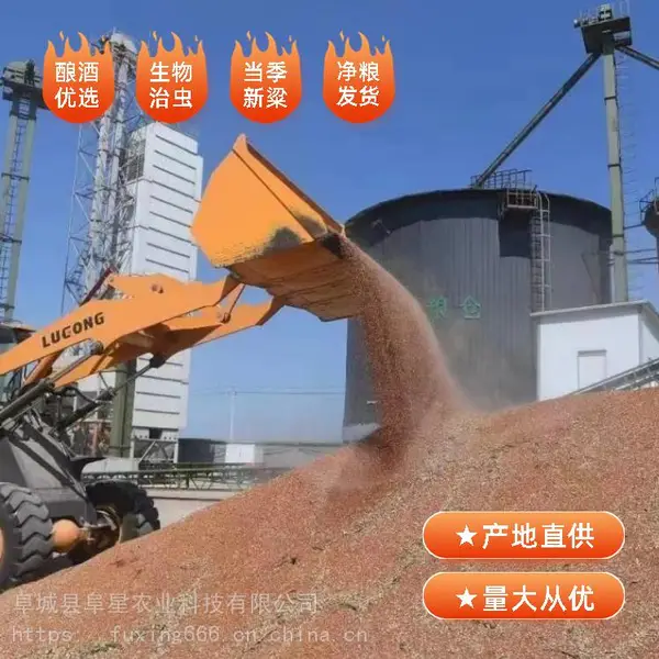 阜星糯高粱冀酿二号酿酒专用糯高粱已烘干筛选净粮高粱批发