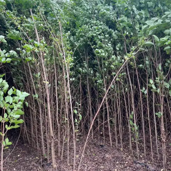 陕西汉中二乔苗木榆树小苗槐3公分基地价格,3公分榆树苗厂家批发,榆树小苗产地报价