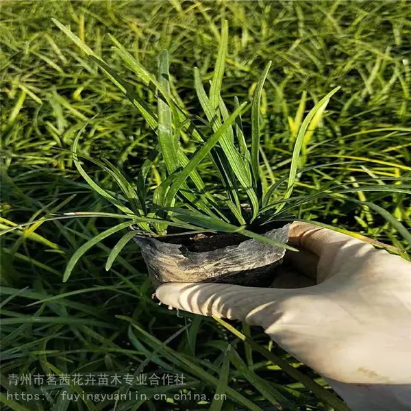 盆栽麦冬，麦冬地栽苗，麦冬种植户