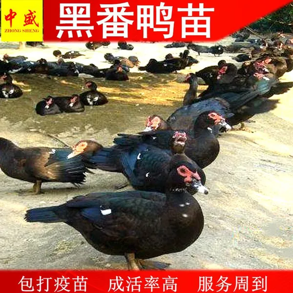 Ѽ��ֳ����������������Ѽ����������Ǯһֻ|���ݻ�Ѽ��۸�߳ɻ��ʰ�������ͳ��