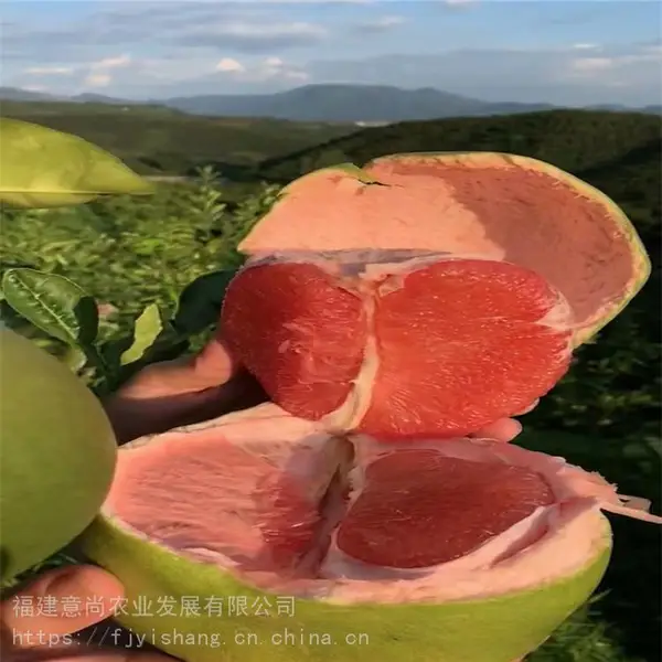 泰国红宝石柚苗 基地直销 泰国红宝石柚苗价格
