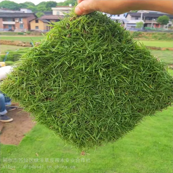 湖南郴州兰引三号草皮草坪批发 草皮叶宽常绿