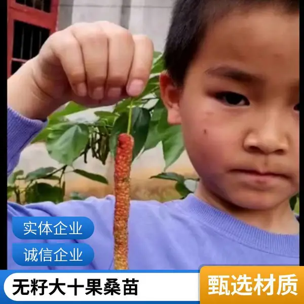 出售长果大十果桑嫁接苗鲜吃泡酒 众创果苗场培育