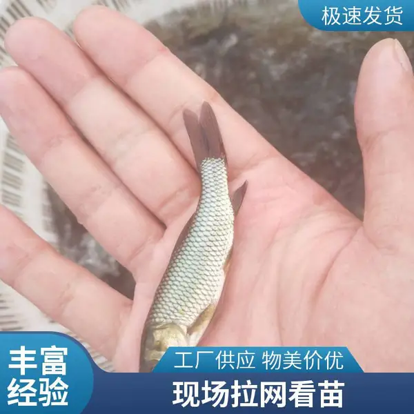 山东菏泽本地草鱼苗鲤鱼鱼苗养殖场 一年四季供苗 按需分规格