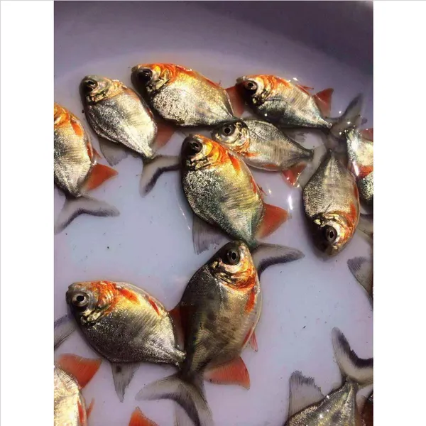 鲜活淡水白鲳鱼苗_原蓝优质红鲳鱼苗_池塘养殖白鲳鱼苗报价